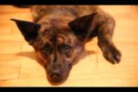 Beryl_plancher_bois_franc_2