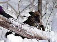 Beryl_saute_arbre_mort_neige