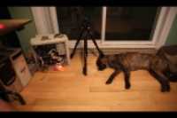 Beryl_sleeping_outside_bed