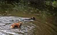 Beryl_swim_boxer