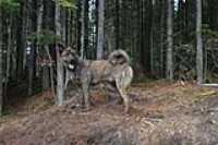 Beryl_the_wild_wolf