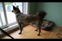 Beryl_watchdog