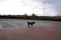 beryl_course_tennis
