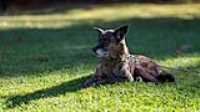 beryl_grass_lay_look_distant_sun_shadow