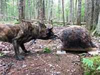 beryl_meet_plastic_porcupine
