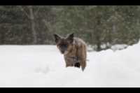 beryl_neige_flocons