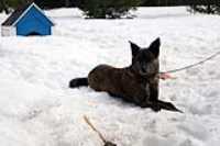 beryl_neige_hiver_cour_couche