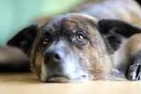 beryl_resting_closeup_eye