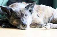 beryl_resting_dusty