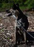 beryl_sit_outside_woodchip