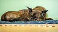 beryl_sleep_blue_carpet