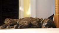 beryl_sleep_top_stairway