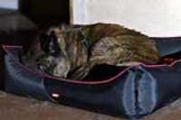 beryl_wet_dog_sleeping