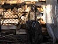 beryl_wood_pile_dusk_sun_1