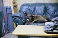 couch_paws_beryl