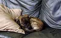 couch_pillow_sleeping