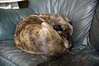 furball