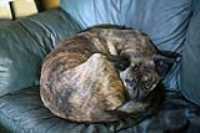 furball_2