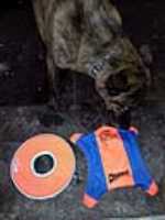 jouet_Beryl_frisbee_flyingSquirrel