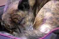 sleeping_dog_beryl_closed_eyes_paratrepsis