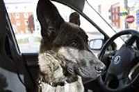 wrx_driver_beryl_closeup