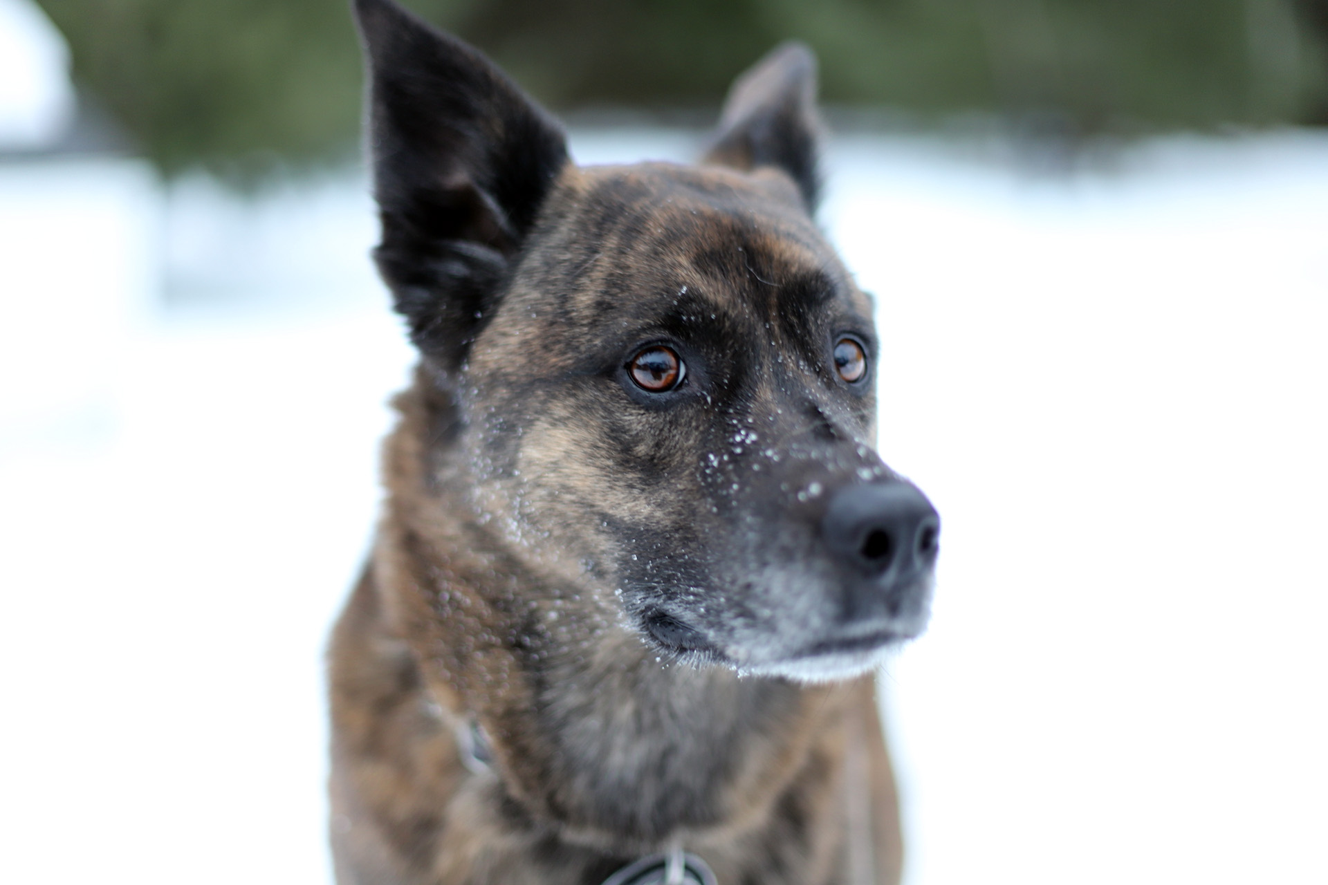 beryl_6dmk2_snow_shoot_1