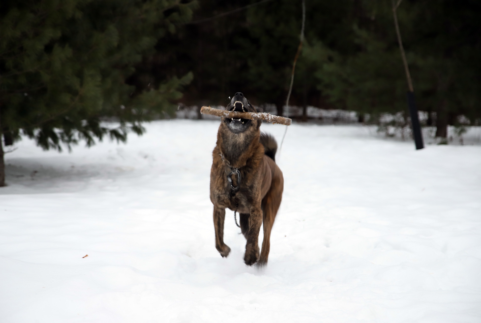 beryl_6dmk2_snow_shoot_4