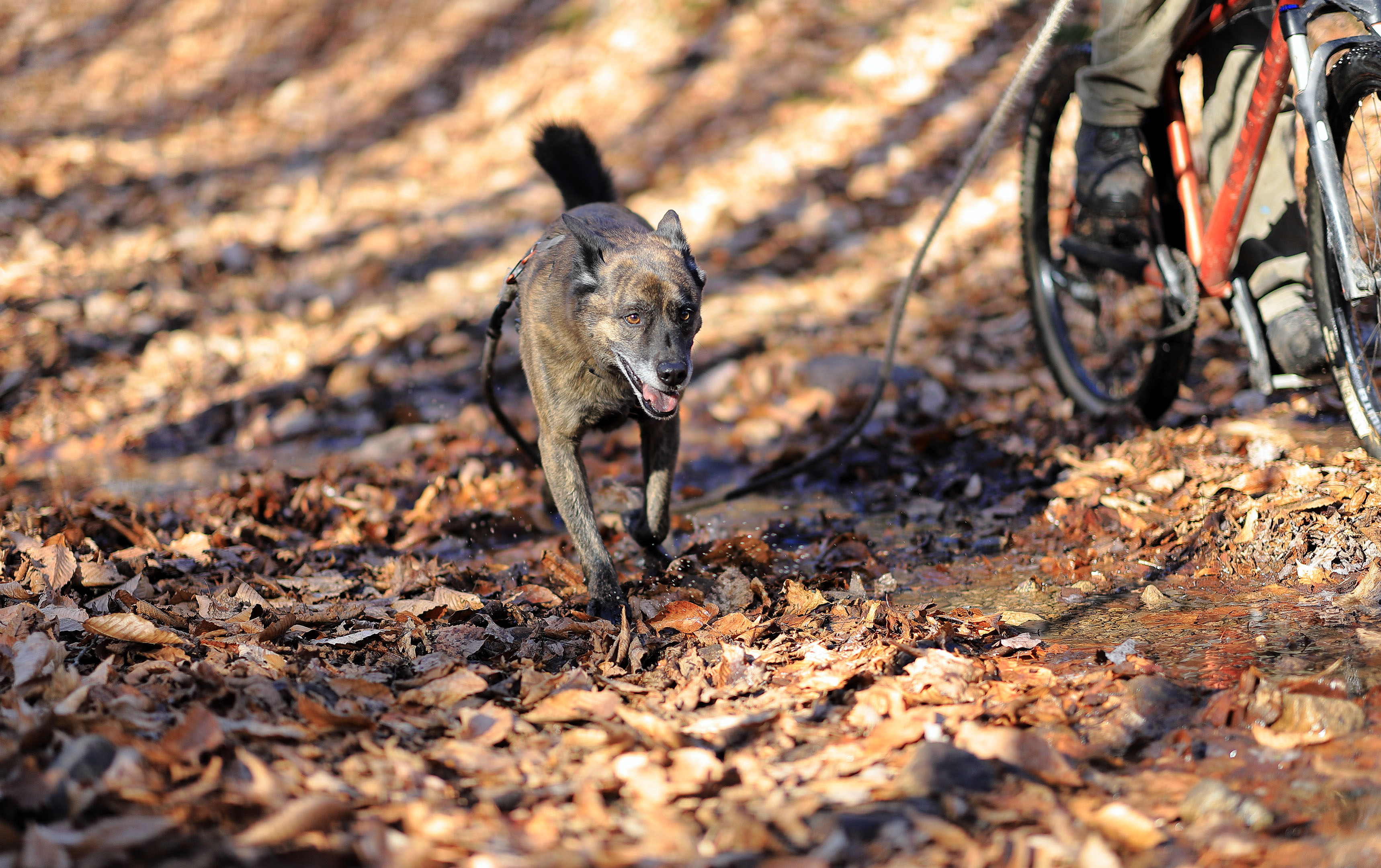 beryl_bt_remote_bike_test