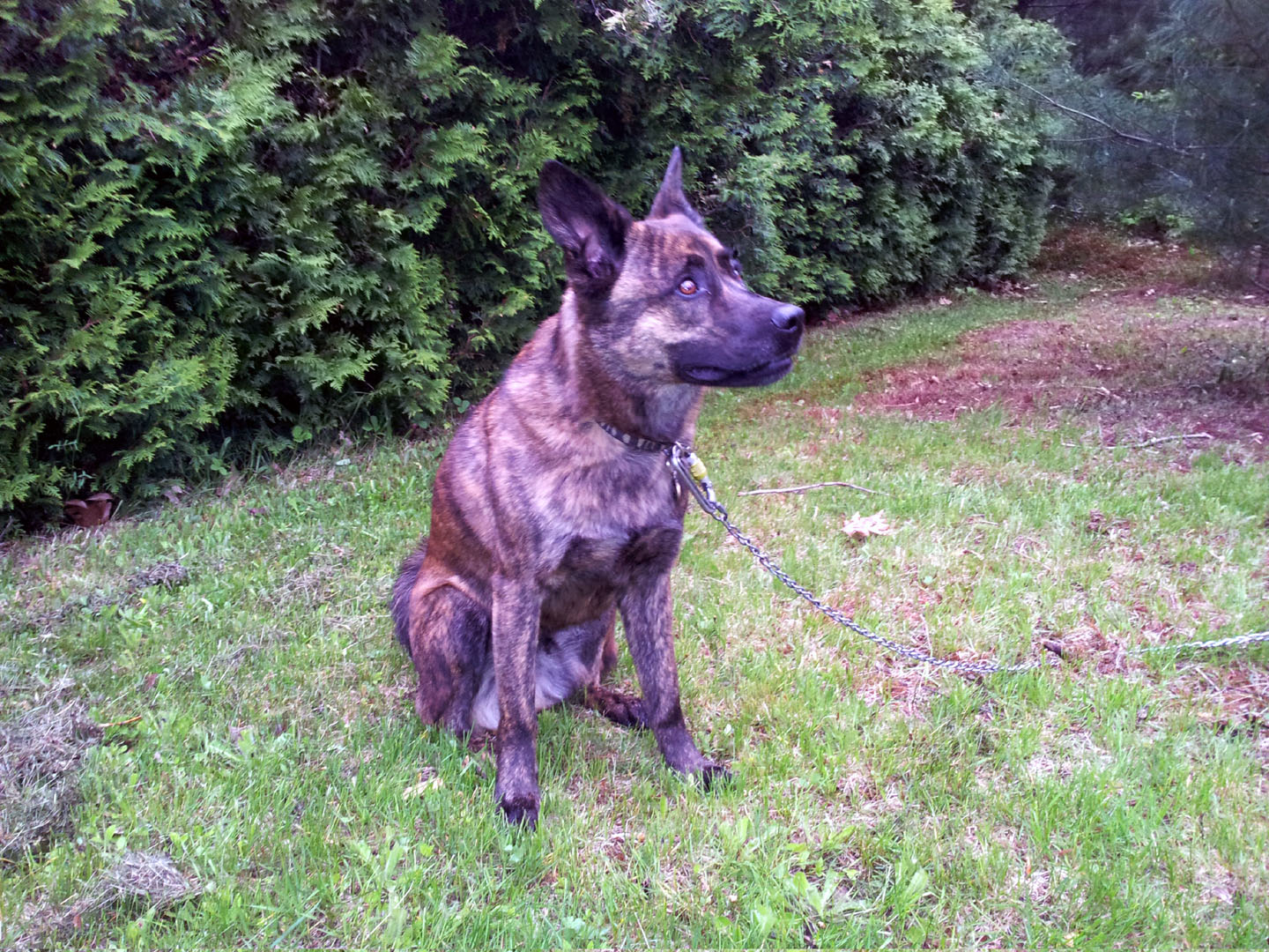 beryl_cell_pose