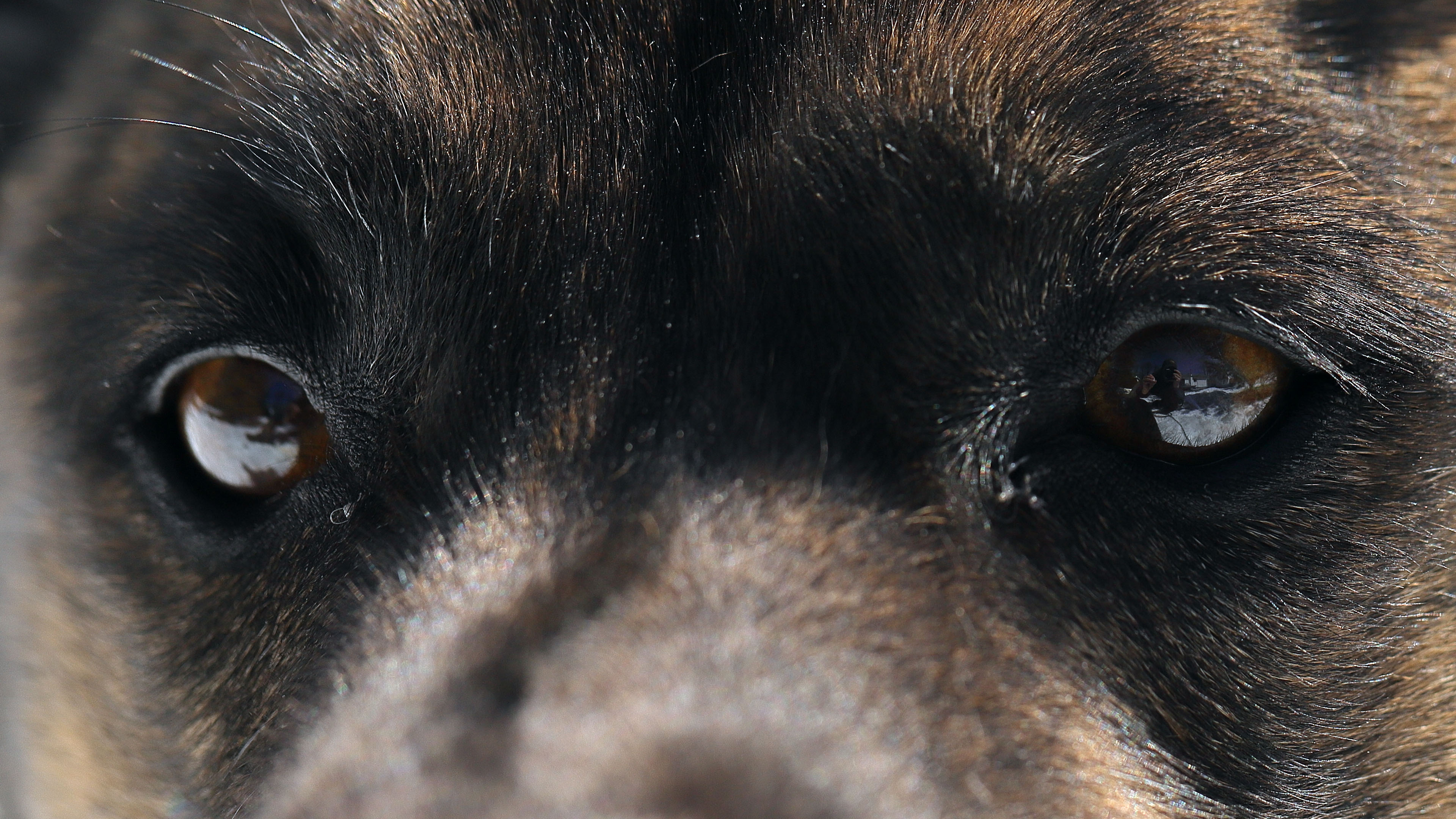 beryl_close_up_eye_reflect