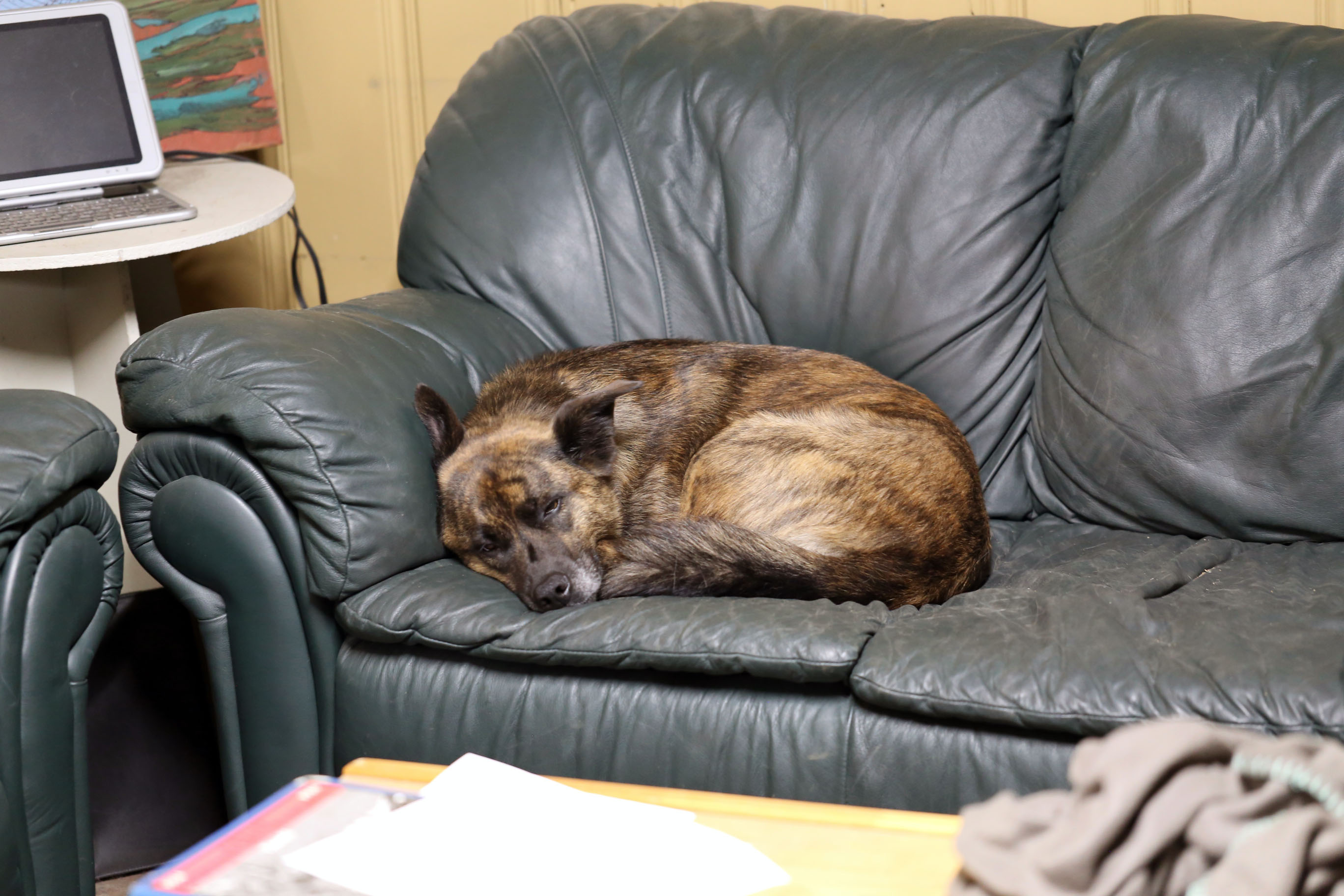 beryl_couch_ball