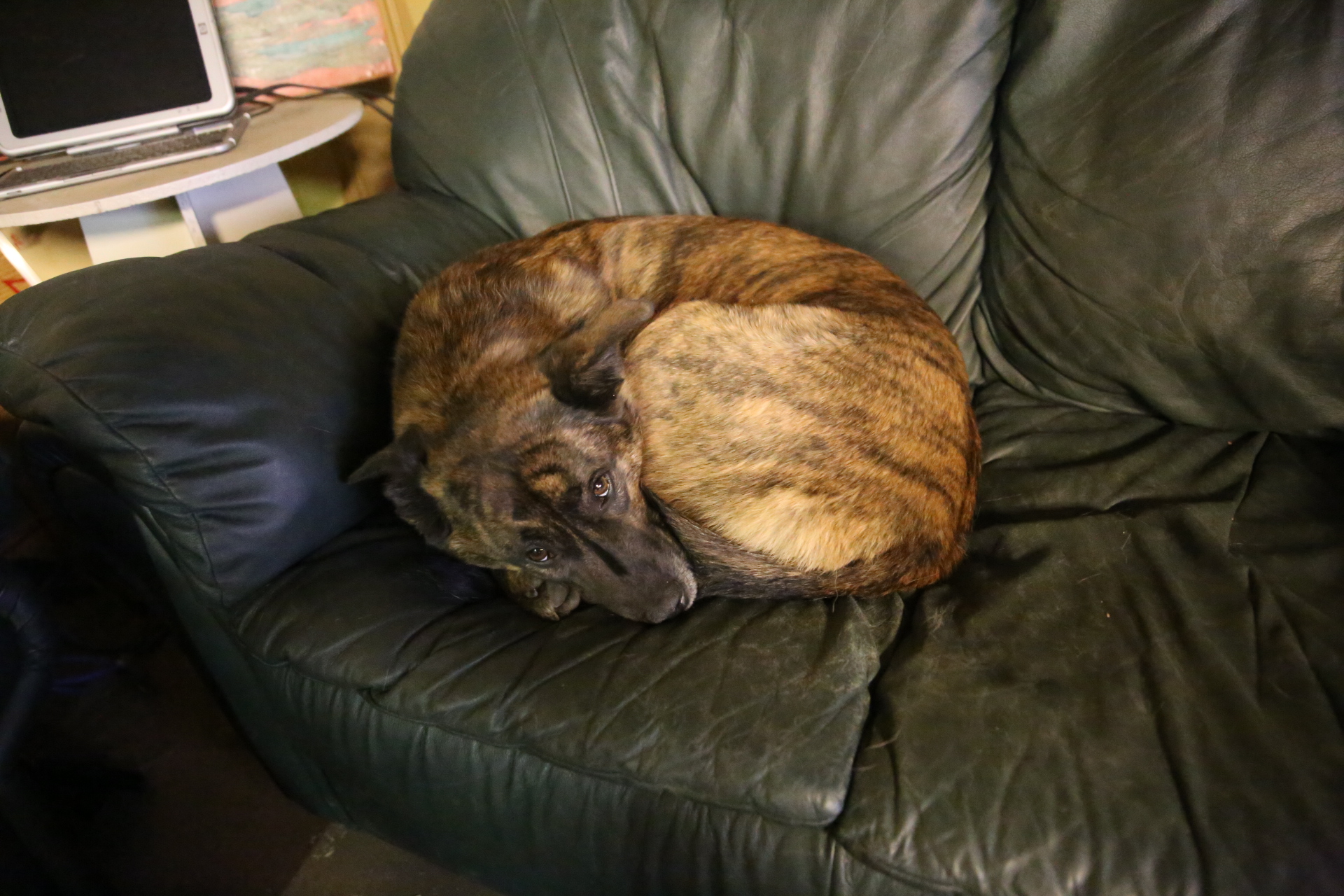 beryl_couch_boule