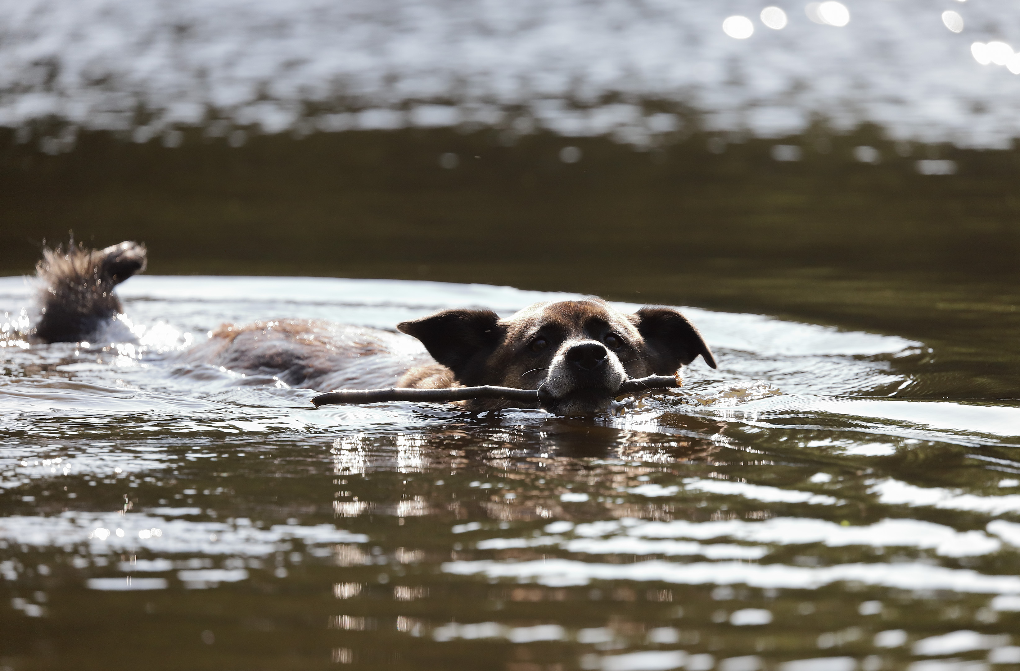 beryl_fetch_stick_water