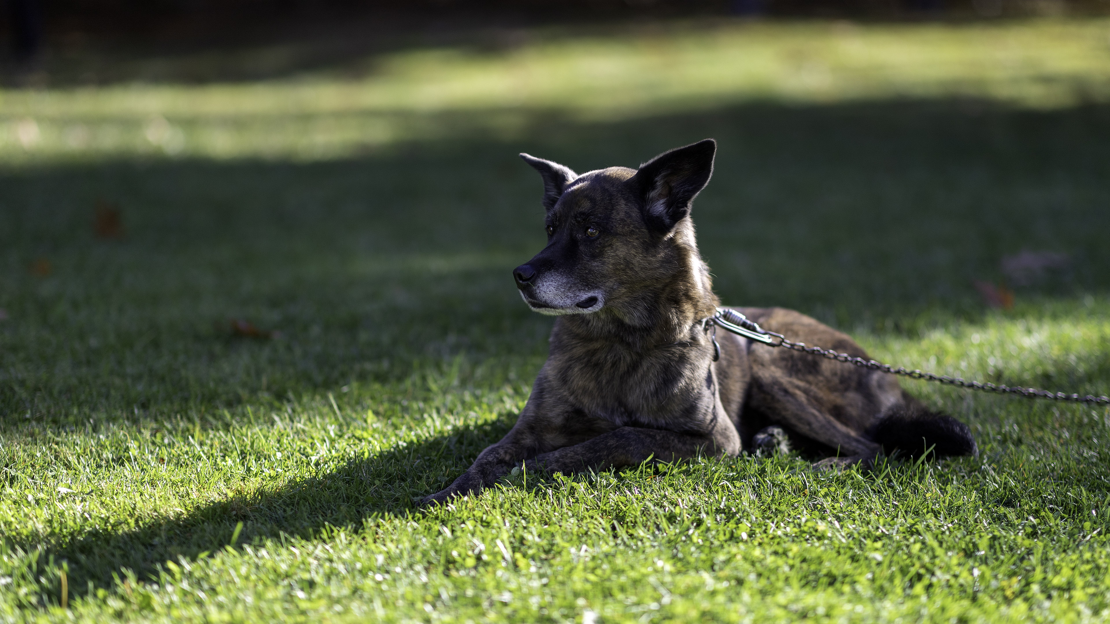 beryl_grass_lay_look_distant_sun_shadow