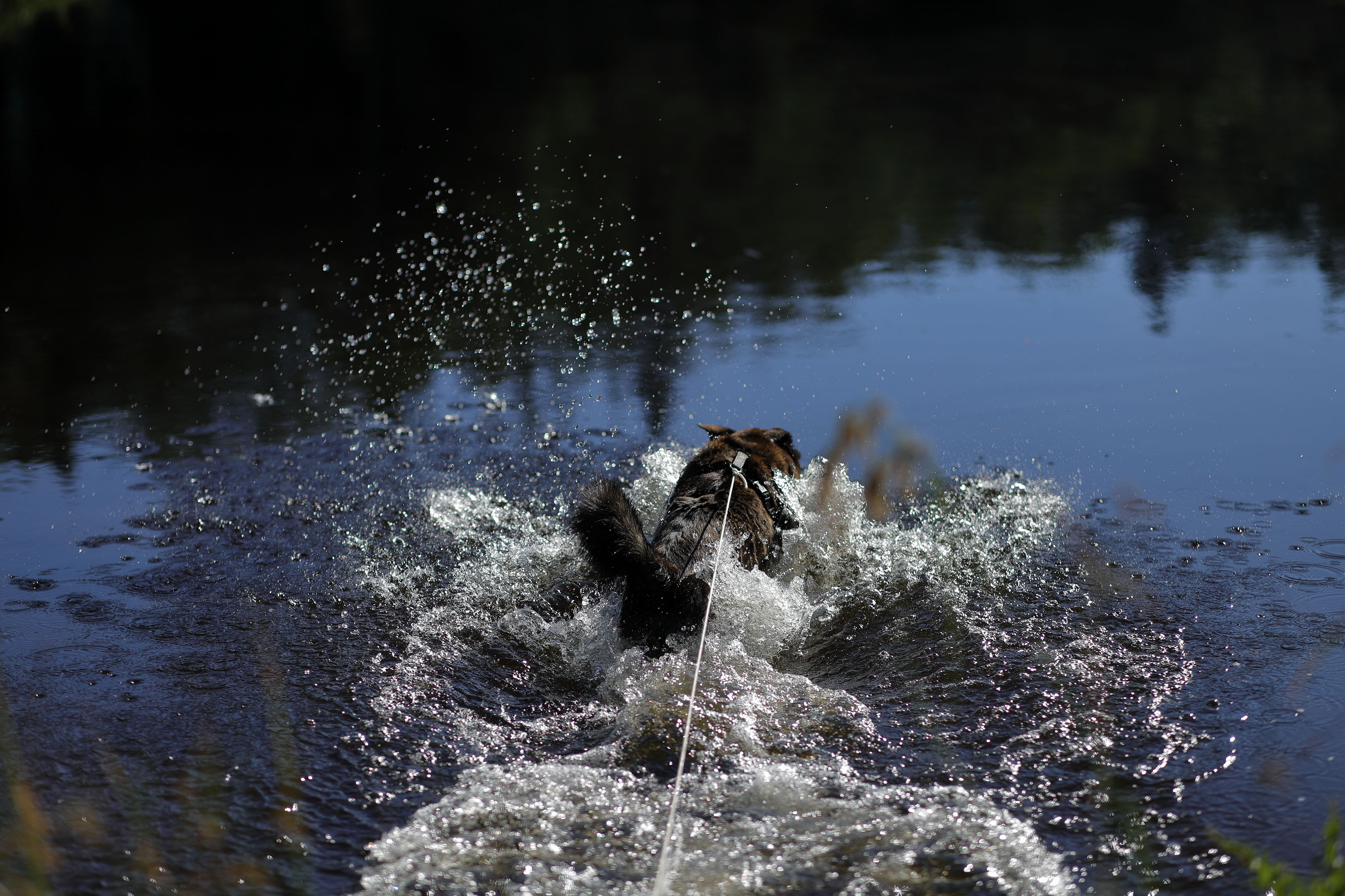 beryl_lake_fripon_jump_into