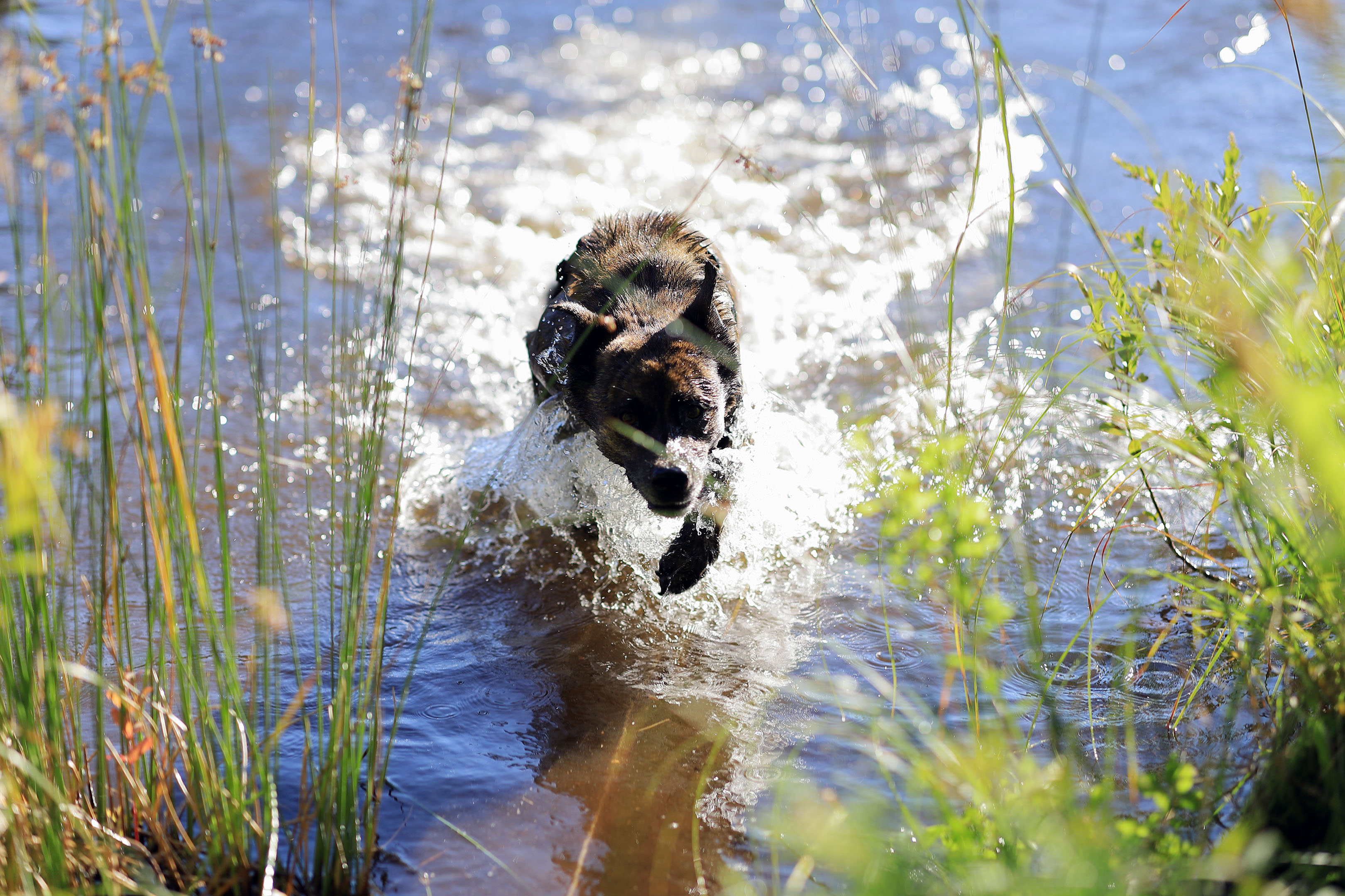 beryl_lake_fripon_jump_outside