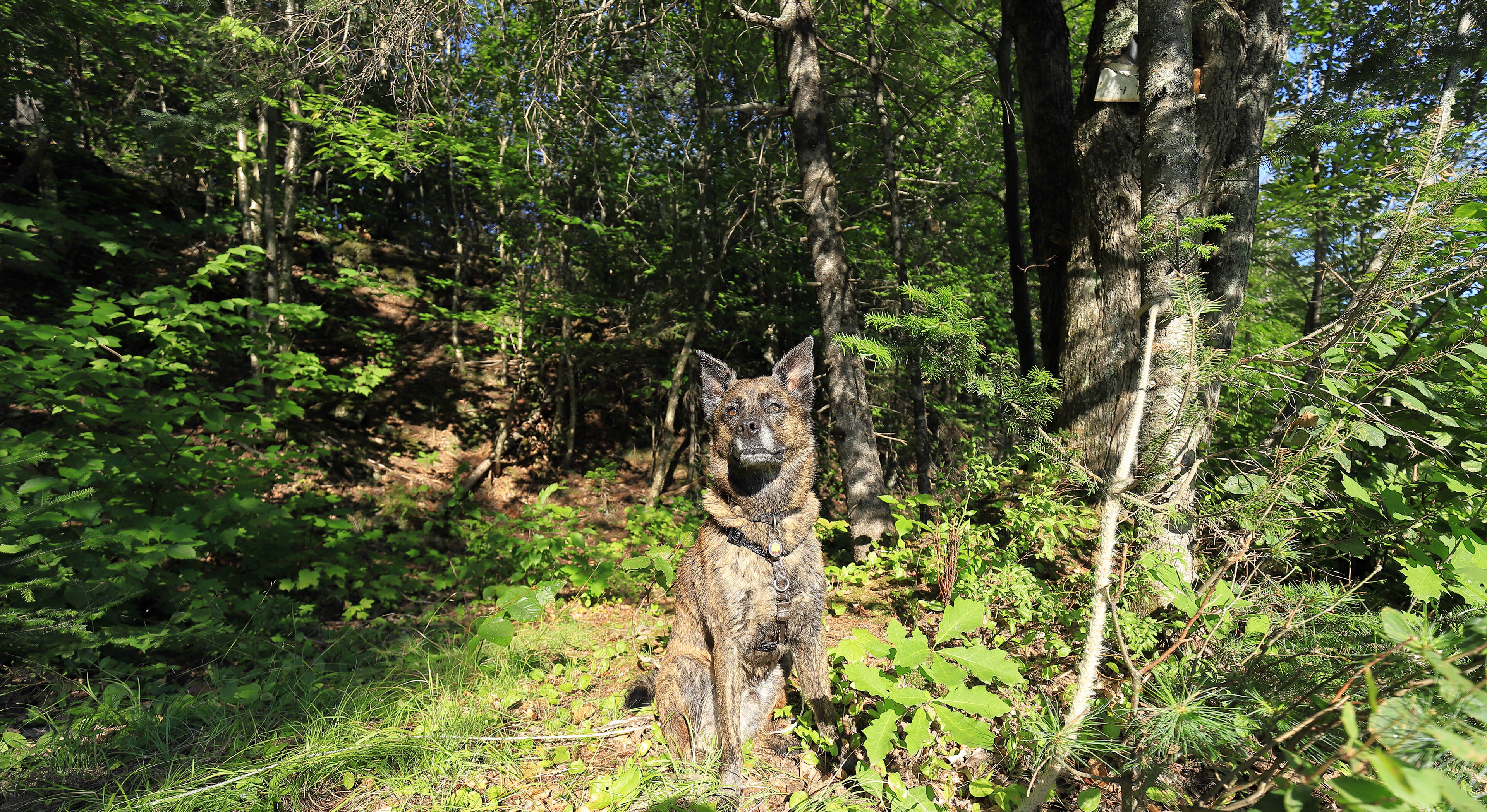 beryl_lake_fripon_observe