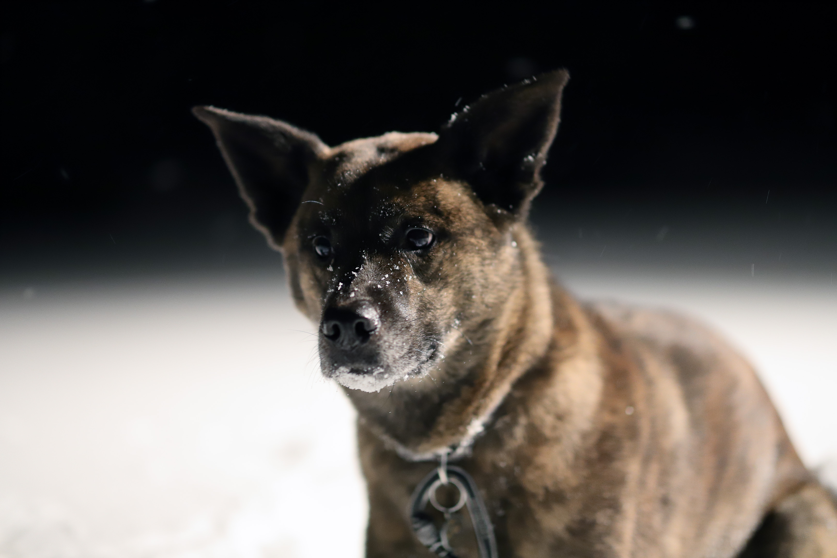 beryl_night_snow_portrait