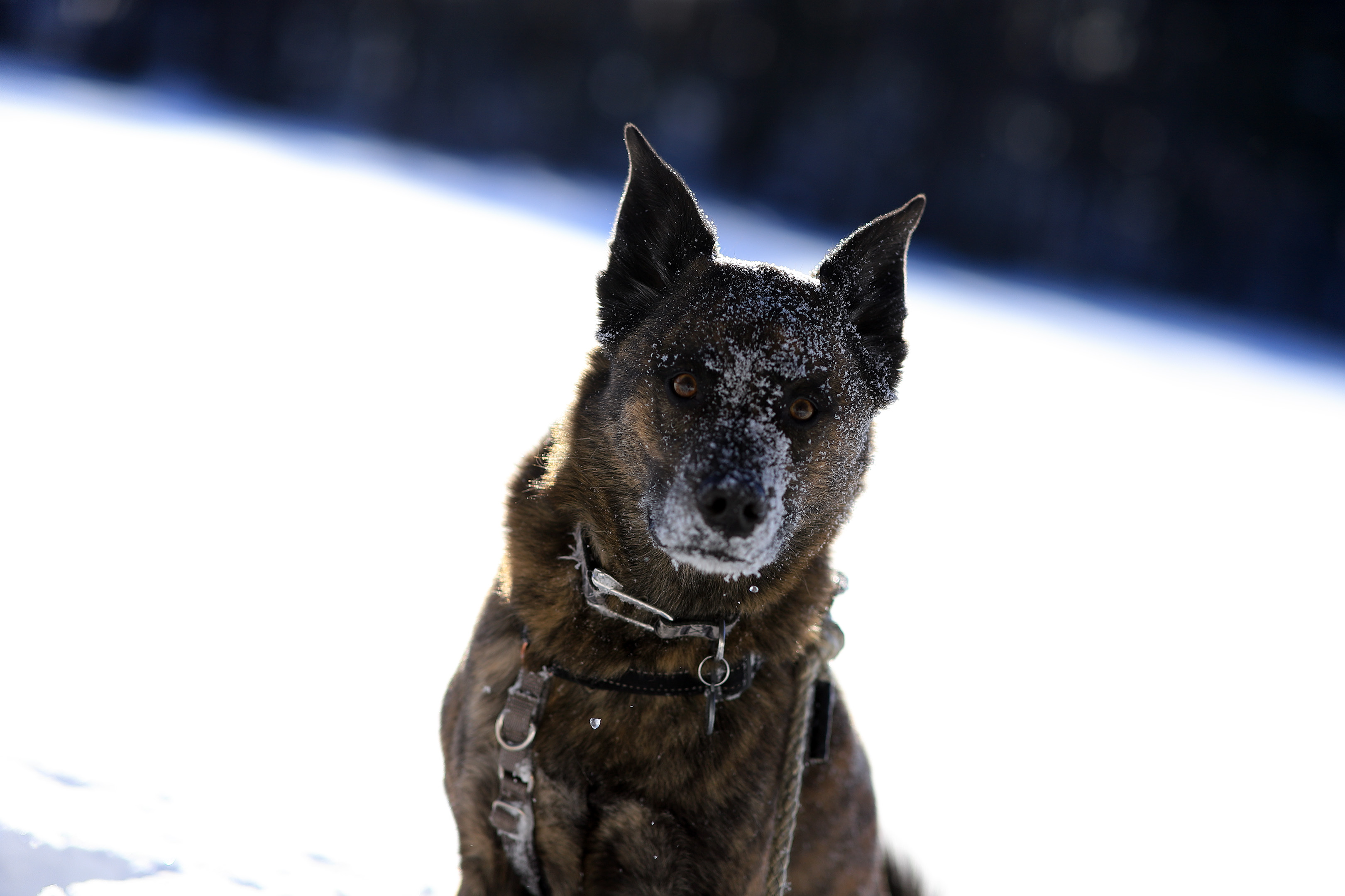 beryl_portrait_angle