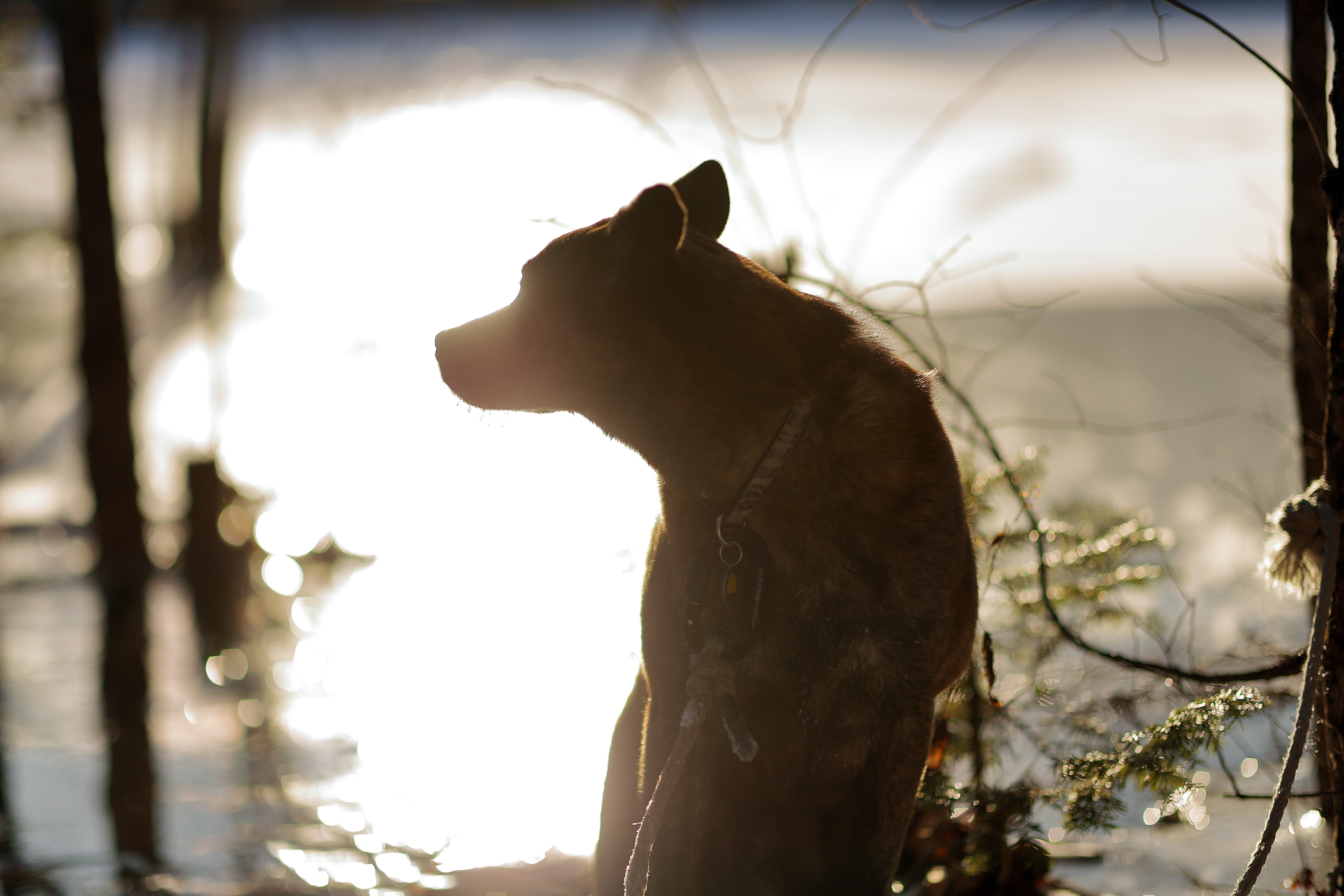 beryl_promenade_xmas2020_3