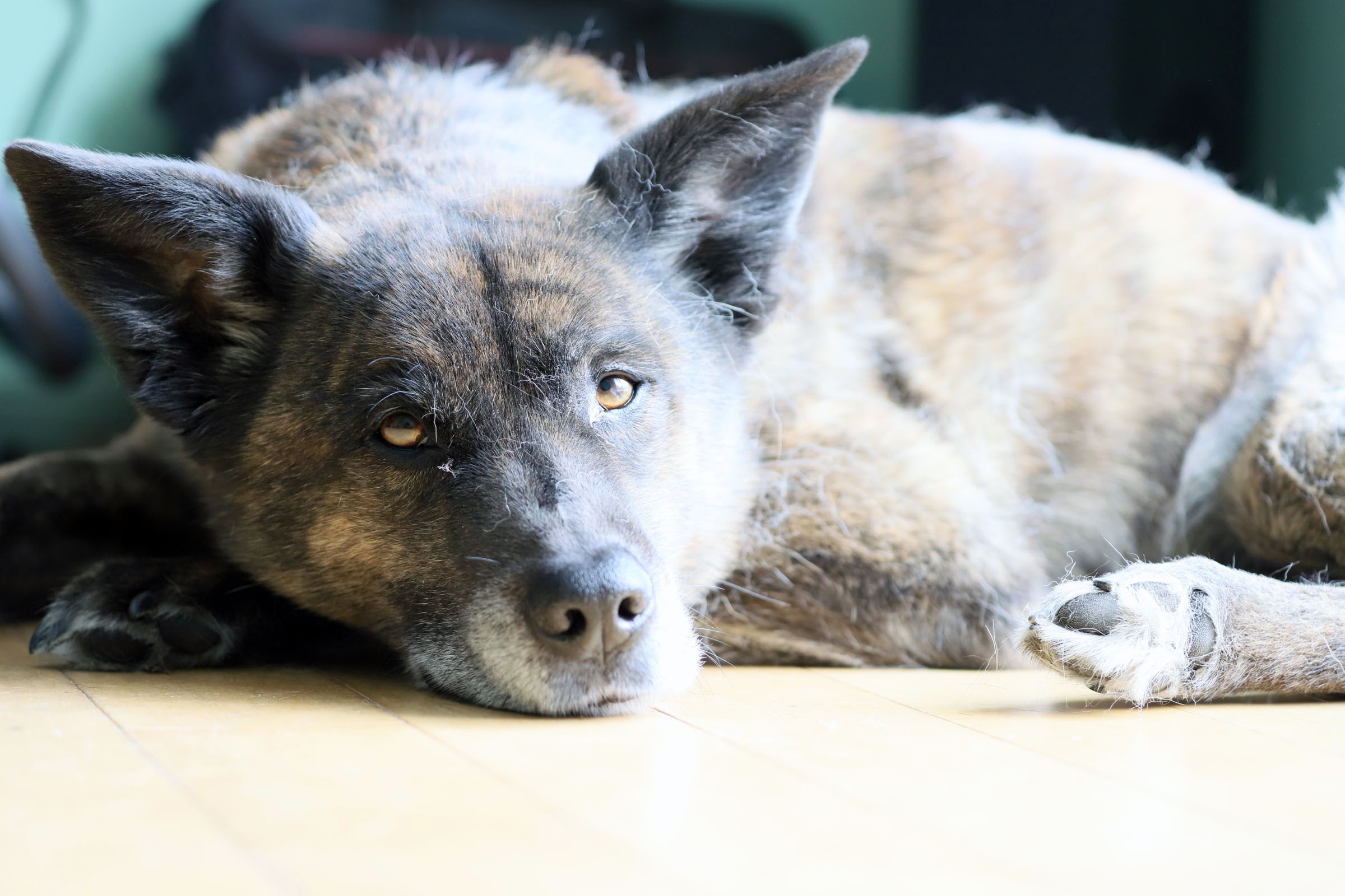 beryl_resting_dusty