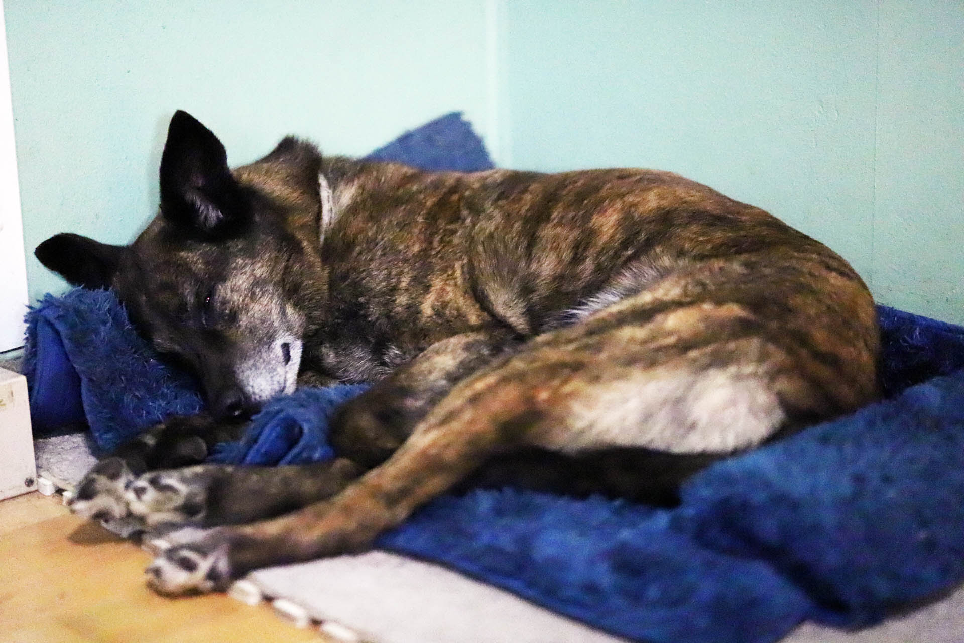 beryl_sleep_blue_bed