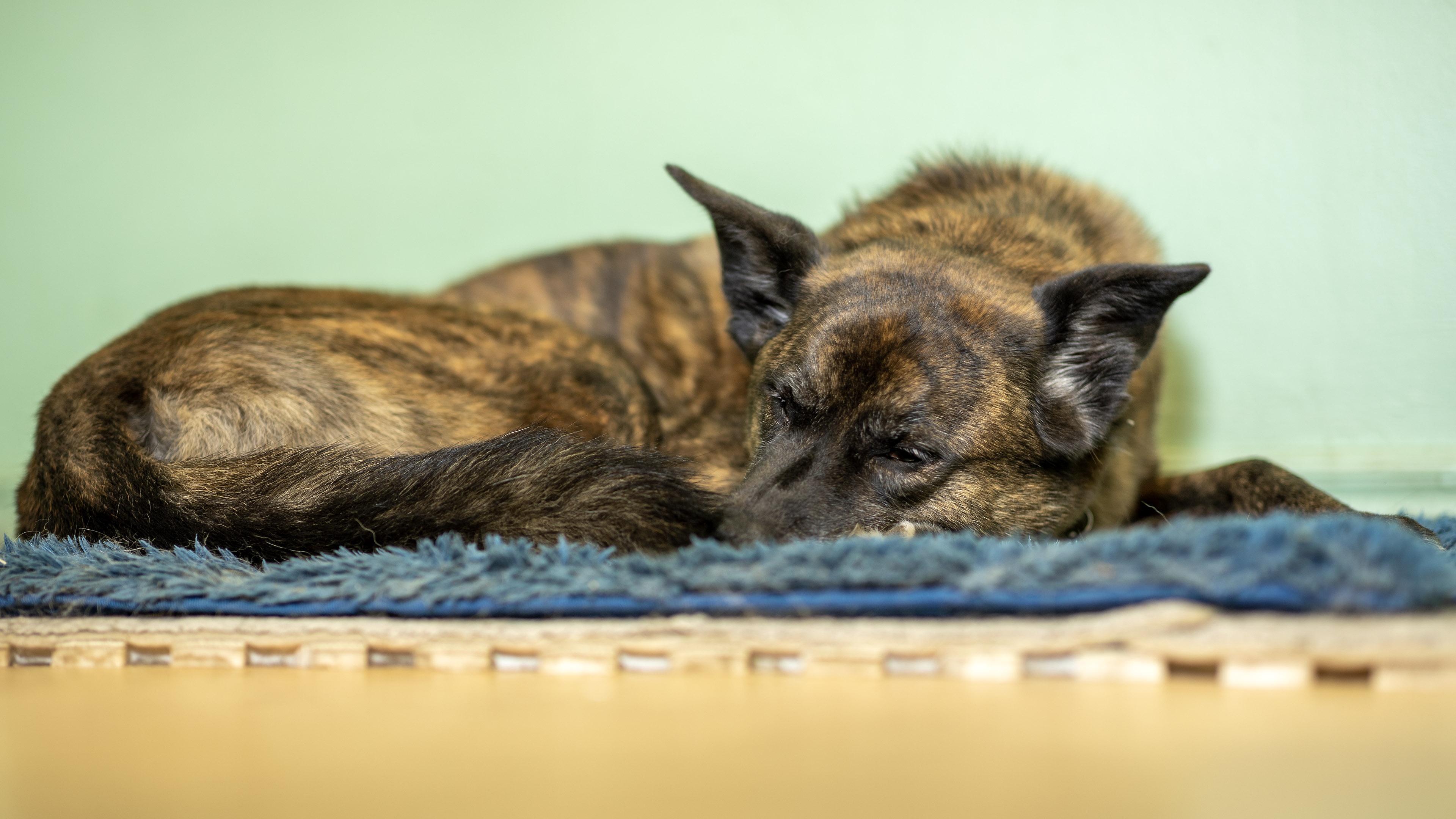 beryl_sleep_blue_carpet