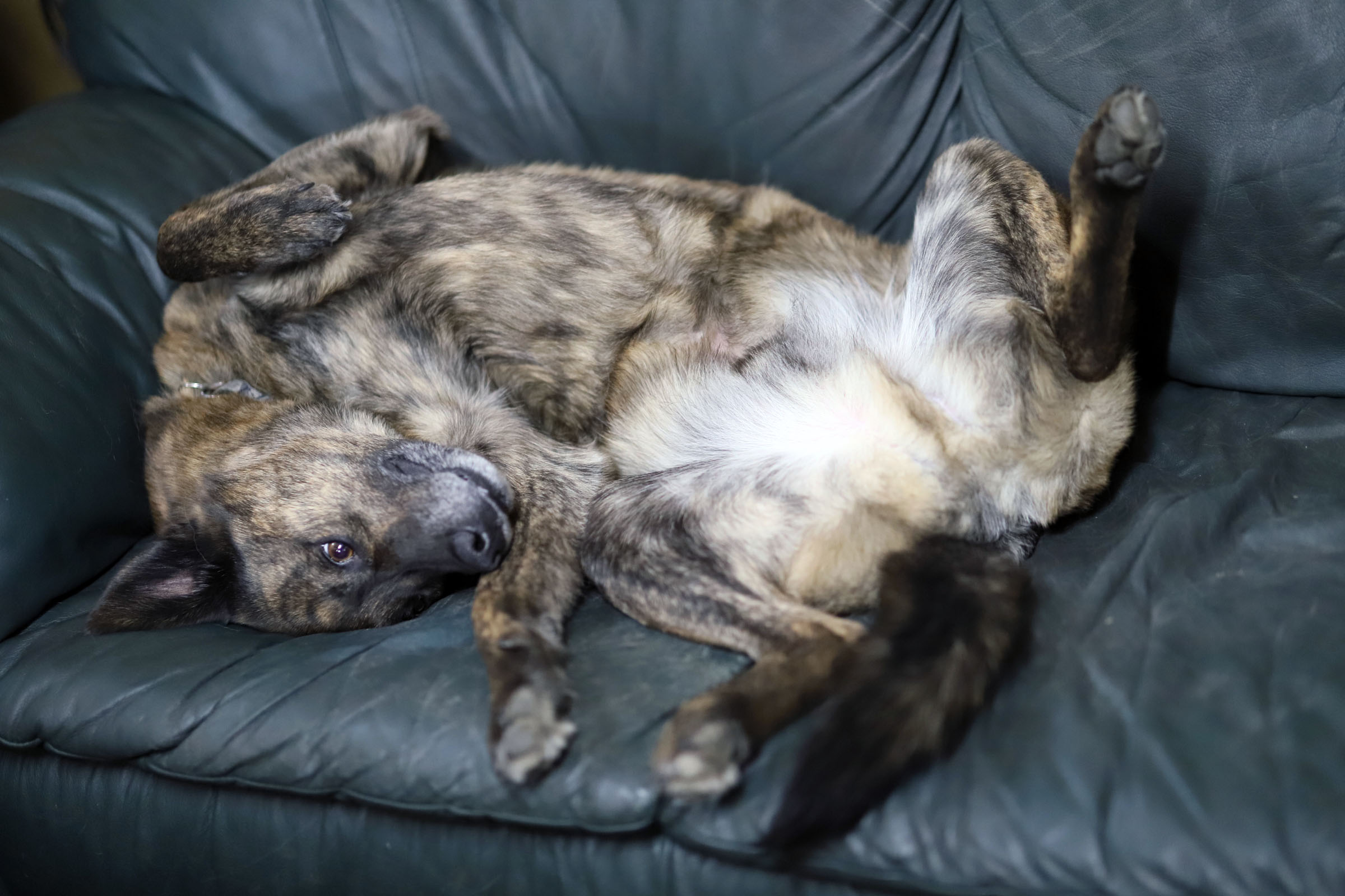 beryl_upside_down
