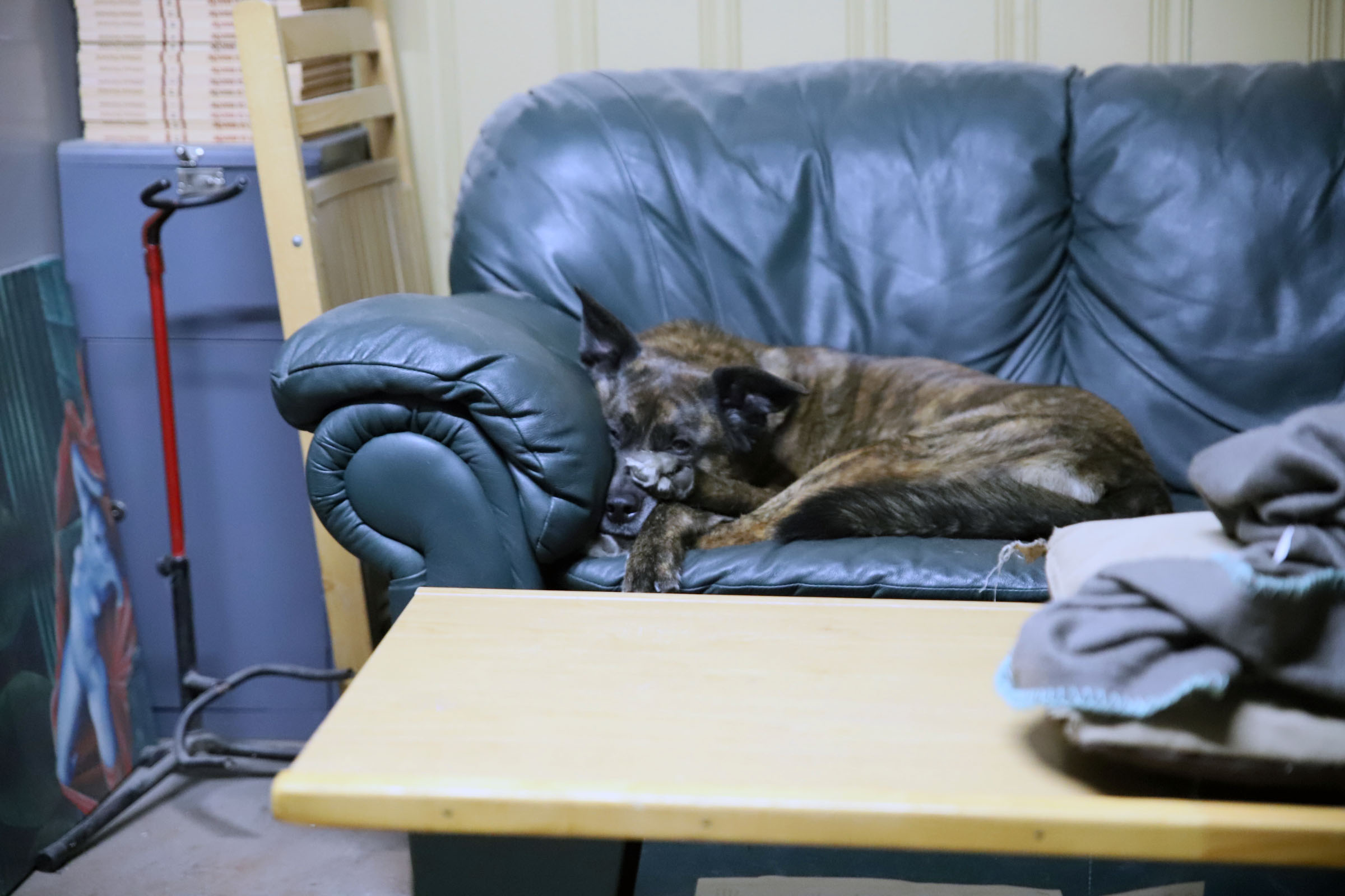 couch_paws_beryl