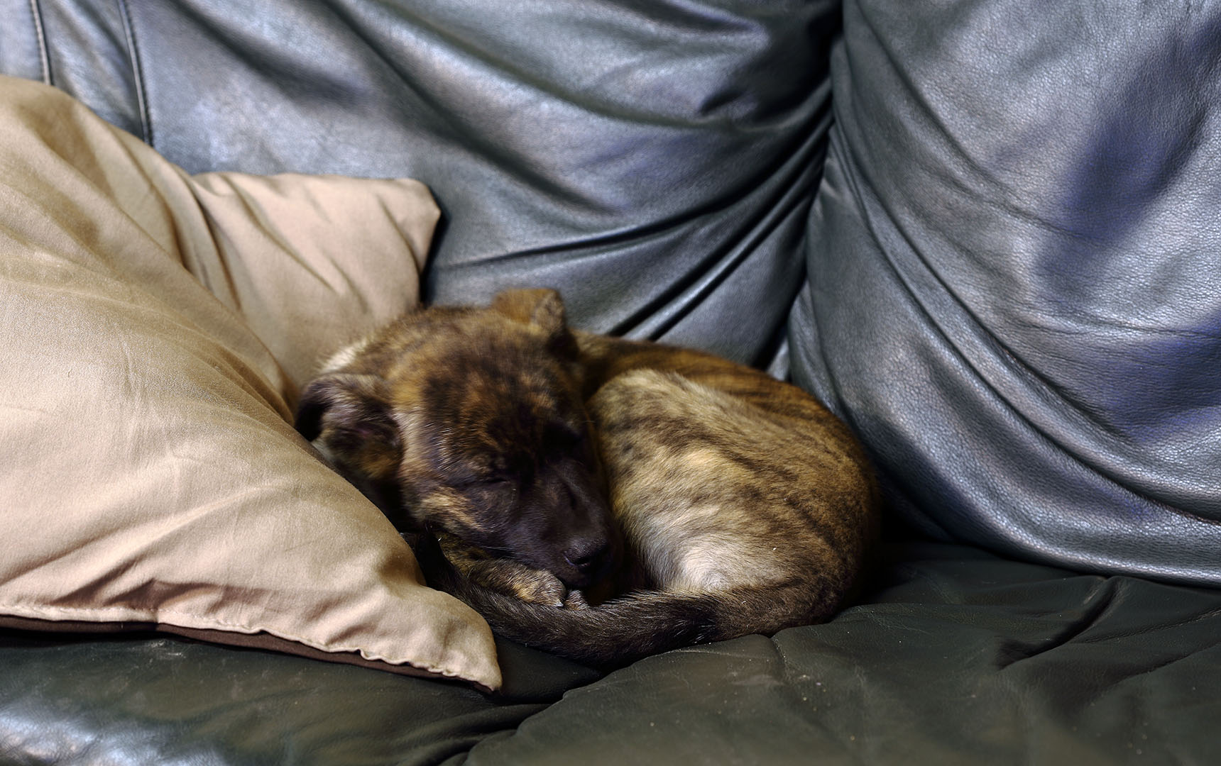couch_pillow_sleeping