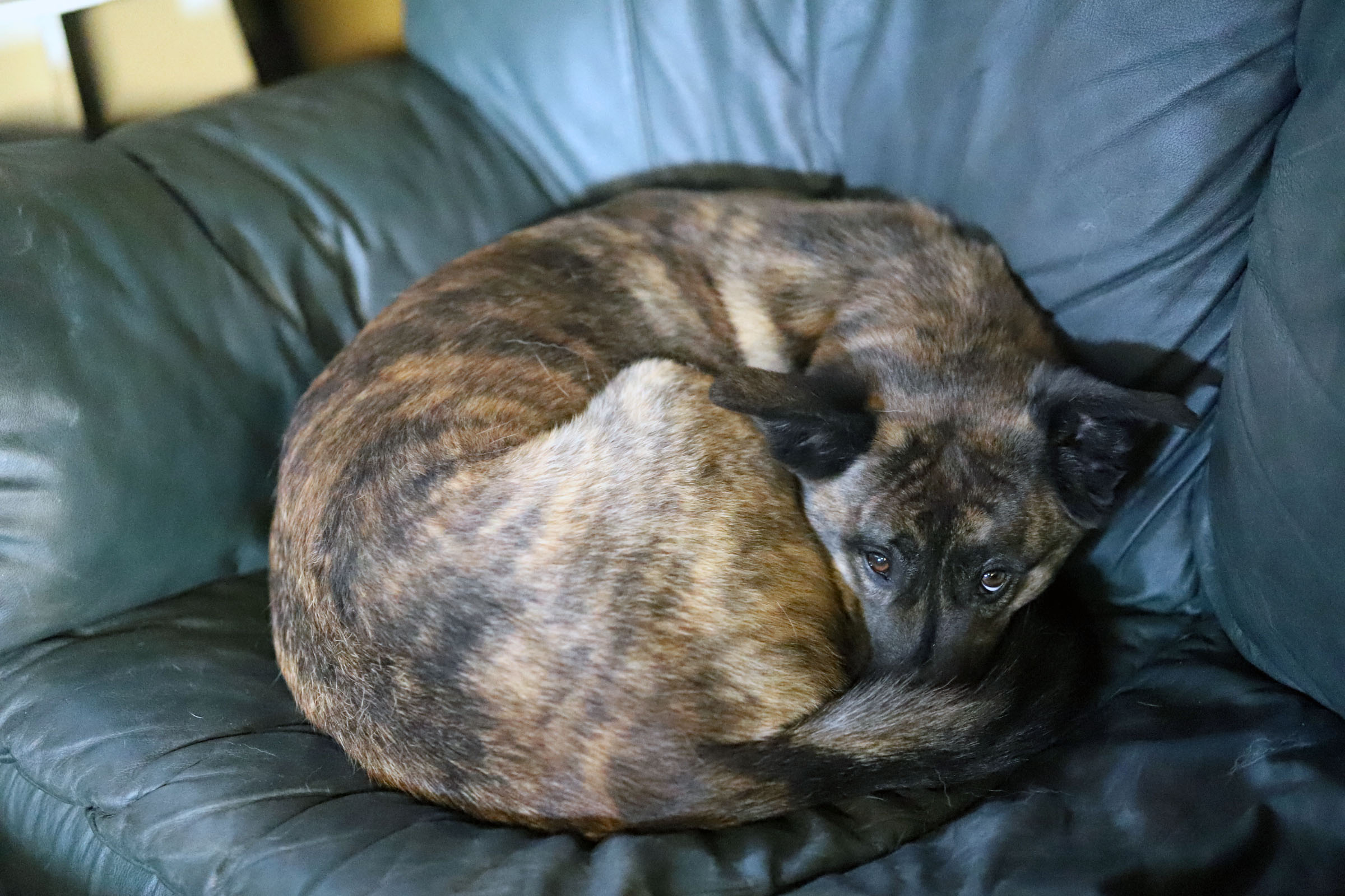 furball_2
