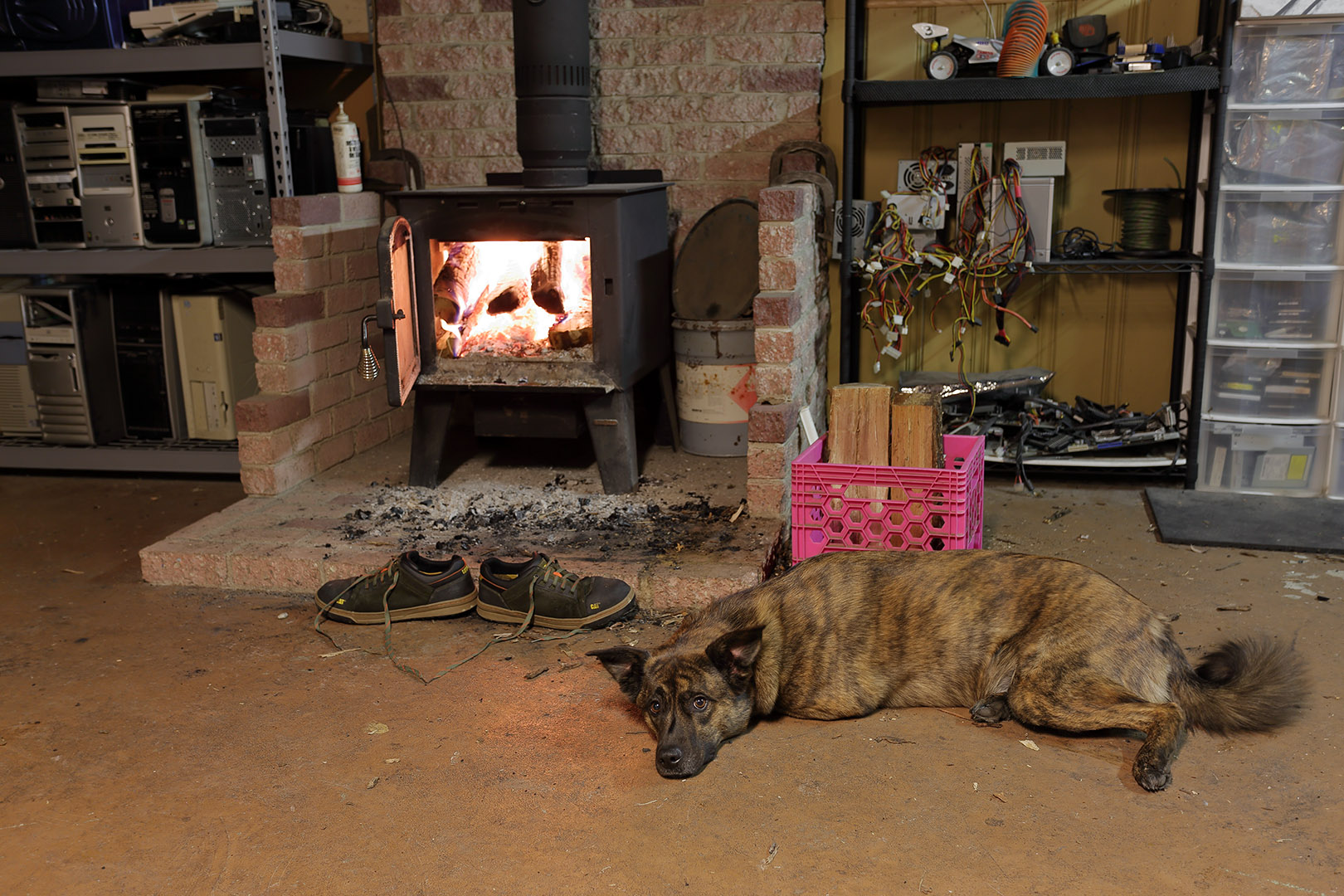 lazy_dog