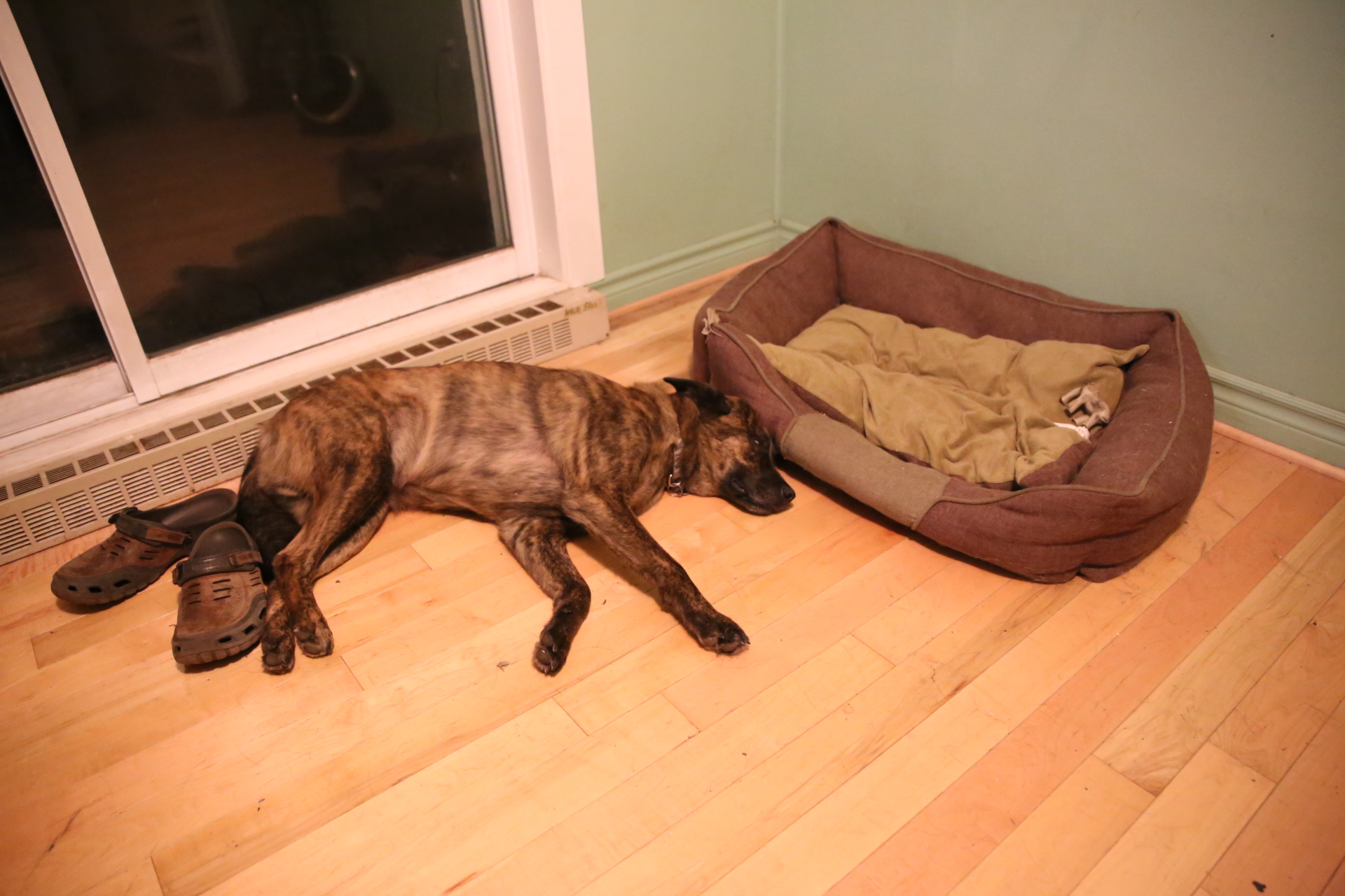 weird_sleeping_position_Beryl
