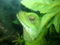 lezard_cellulaire_1